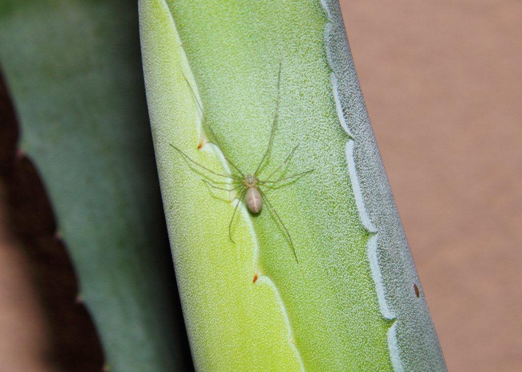 Pholcus phalangioides